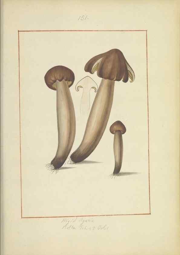 Reproducción/Reproduction 48366794277: Icons fungorum circa Halifax sponte Nascentium /. 1784-1792.. 