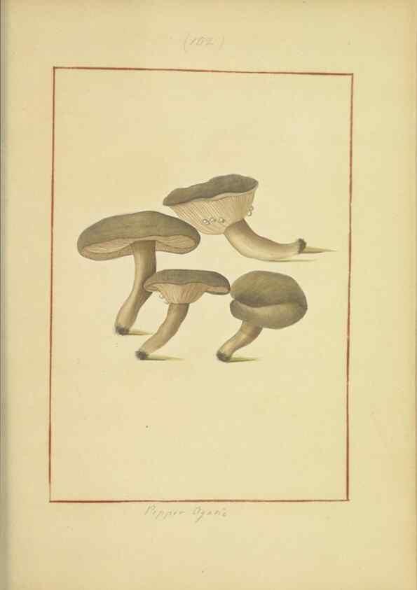 Reproducción/Reproduction 48366795047: Icons fungorum circa Halifax sponte Nascentium /. 1784-1792.. 