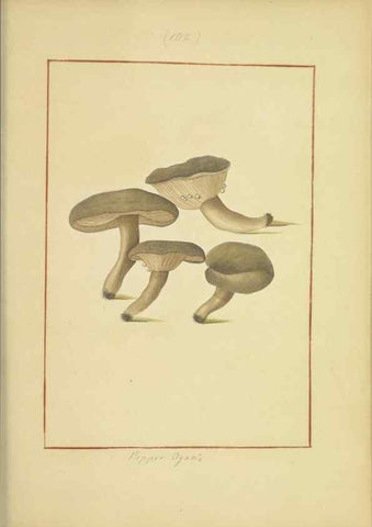 Reproducción/Reproduction 48366795047: Icons fungorum circa Halifax sponte Nascentium /. 1784-1792.. 