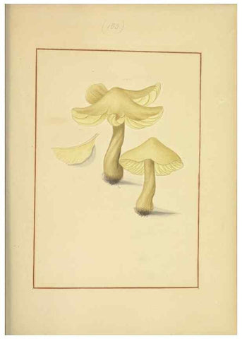 Reproducción/Reproduction 48366659666: Icons fungorum circa Halifax sponte Nascentium /. 1784-1792.. 