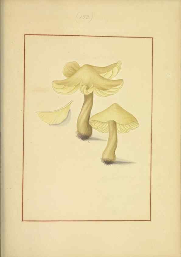 Reproducción/Reproduction 48366659666: Icons fungorum circa Halifax sponte Nascentium /. 1784-1792.. 