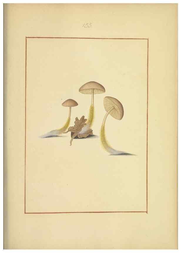 Reproducción/Reproduction 48366797012: Icons fungorum circa Halifax sponte Nascentium /. 1784-1792.. 