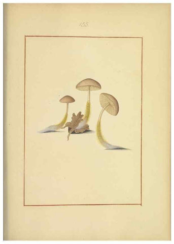 Reproducción/Reproduction 48366797012: Icons fungorum circa Halifax sponte Nascentium /. 1784-1792.. 