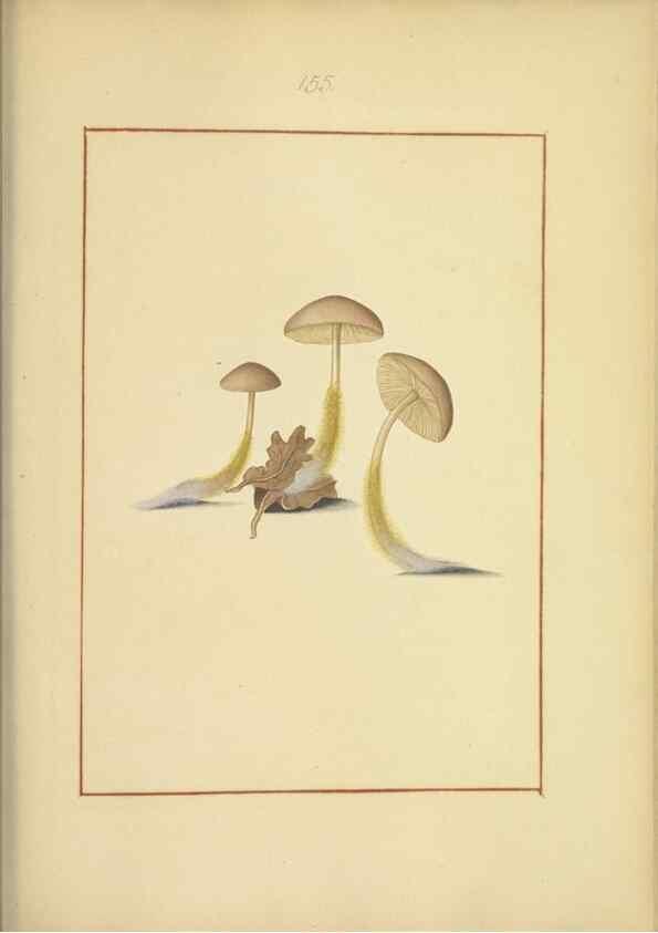 Reproducción/Reproduction 48366797012: Icons fungorum circa Halifax sponte Nascentium /. 1784-1792.. 