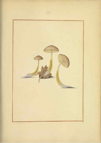 Reproducción/Reproduction 48366797012: Icons fungorum circa Halifax sponte Nascentium /. 1784-1792.. 