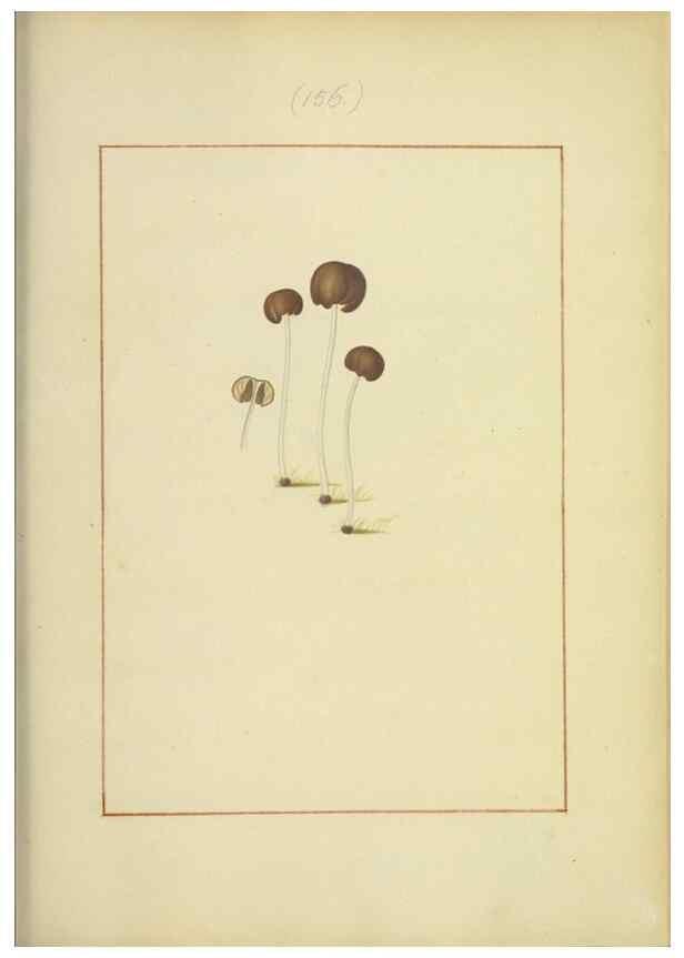 Reproducción/Reproduction 48366661121: Icons fungorum circa Halifax sponte Nascentium /. 1784-1792.. 