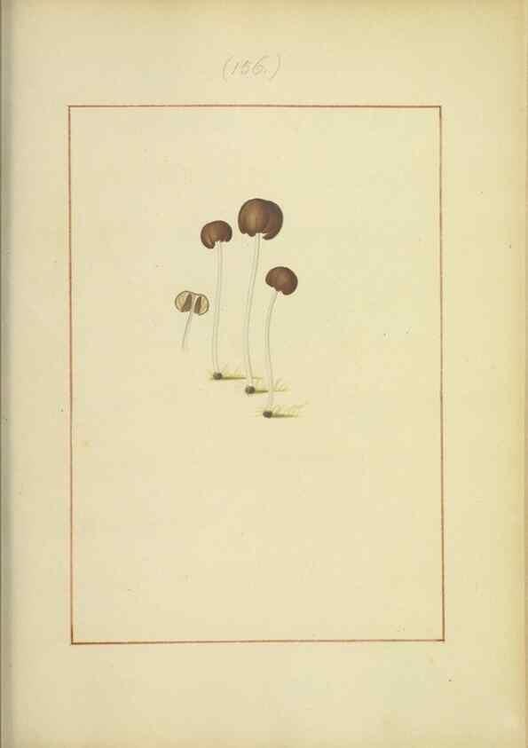 Reproducción/Reproduction 48366661121: Icons fungorum circa Halifax sponte Nascentium /. 1784-1792.. 