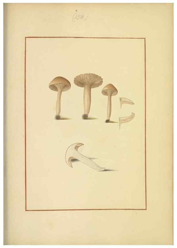 Reproducción/Reproduction 48366662211: Icons fungorum circa Halifax sponte Nascentium /. 1784-1792.. 