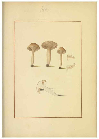 Reproducción/Reproduction 48366662211: Icons fungorum circa Halifax sponte Nascentium /. 1784-1792.. 