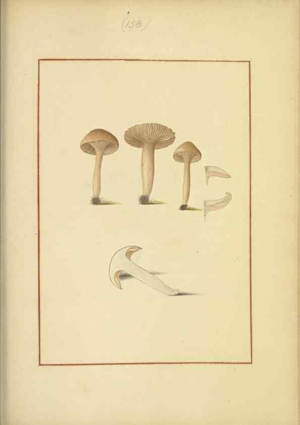 Reproducción/Reproduction 48366662211: Icons fungorum circa Halifax sponte Nascentium /. 1784-1792.. 