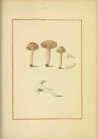 Reproducción/Reproduction 48366662211: Icons fungorum circa Halifax sponte Nascentium /. 1784-1792.. 