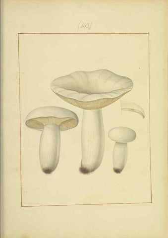 Reproducción/Reproduction 48366789452: Icons fungorum circa Halifax sponte Nascentium /. 1784-1792.. 