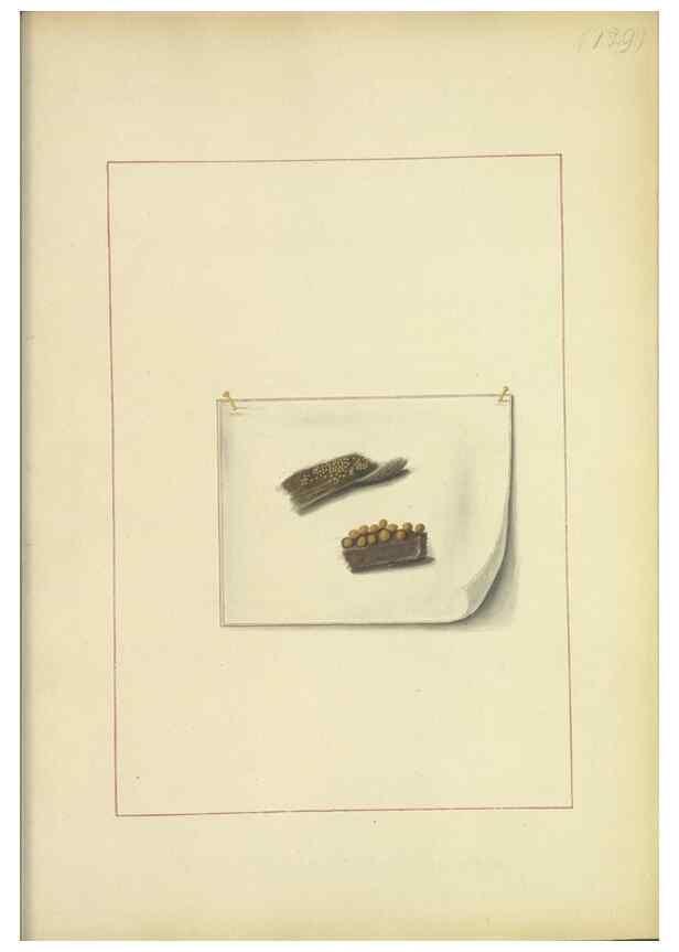 Reproducción/Reproduction 48366632226: Icons fungorum circa Halifax sponte Nascentium /. 1784-1792.. 