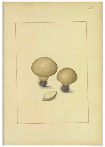 Reproducción/Reproduction 48366768662: Icons fungorum circa Halifax sponte Nascentium /. 1784-1792.. 