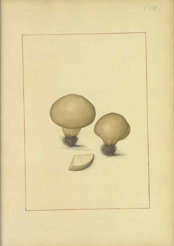 Reproducción/Reproduction 48366768662: Icons fungorum circa Halifax sponte Nascentium /. 1784-1792.. 