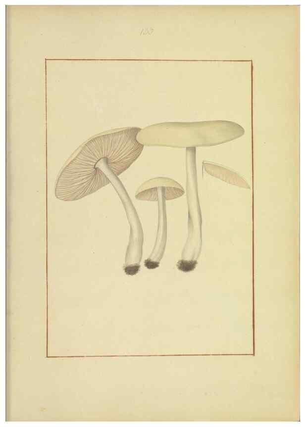 Reproducción/Reproduction 48366783967: Icons fungorum circa Halifax sponte Nascentium /. 1784-1792.. 
