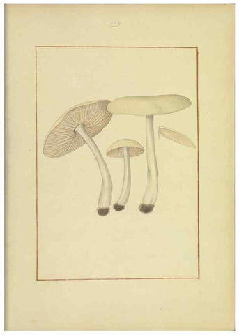Reproducción/Reproduction 48366783967: Icons fungorum circa Halifax sponte Nascentium /. 1784-1792.. 