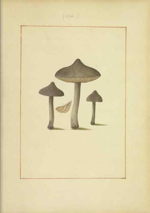 Reproducción/Reproduction 48366648566: Icons fungorum circa Halifax sponte Nascentium /. 1784-1792.. 