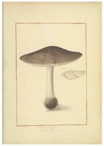 Reproducción/Reproduction 48366649561: Icons fungorum circa Halifax sponte Nascentium /. 1784-1792.. 