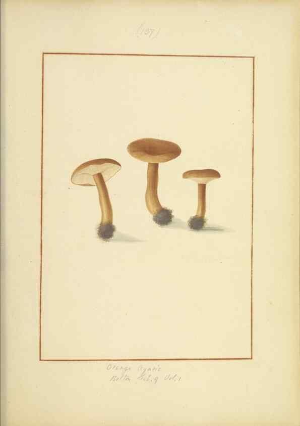 Reproducción/Reproduction 48366786167: Icons fungorum circa Halifax sponte Nascentium /. 1784-1792.. 