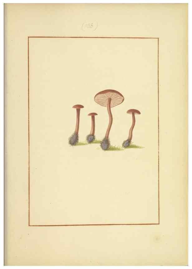 Reproducción/Reproduction 48366786747: Icons fungorum circa Halifax sponte Nascentium /. 1784-1792.. 