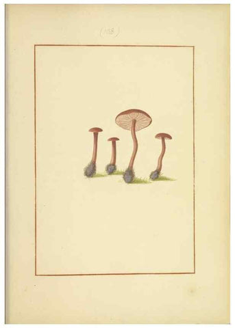Reproducción/Reproduction 48366786747: Icons fungorum circa Halifax sponte Nascentium /. 1784-1792.. 