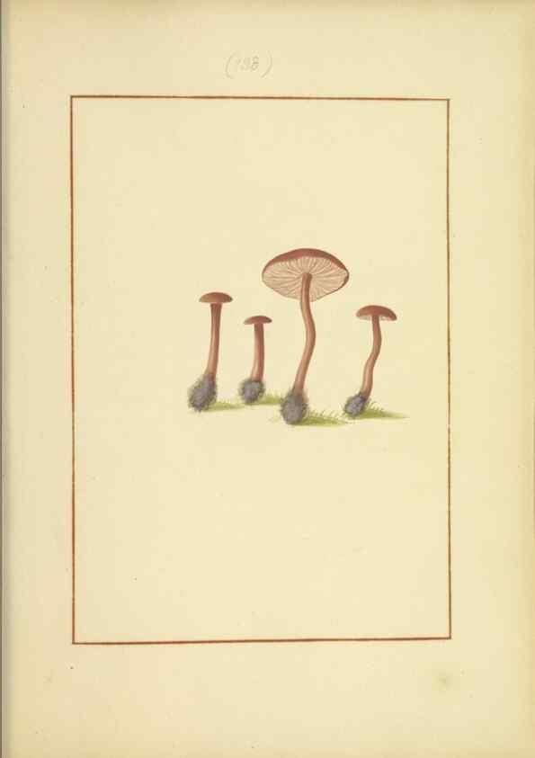 Reproducción/Reproduction 48366786747: Icons fungorum circa Halifax sponte Nascentium /. 1784-1792.. 