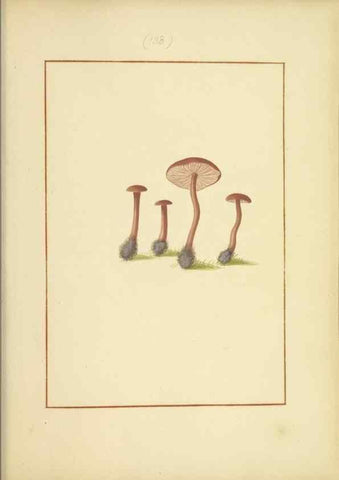 Reproducción/Reproduction 48366786747: Icons fungorum circa Halifax sponte Nascentium /. 1784-1792.. 