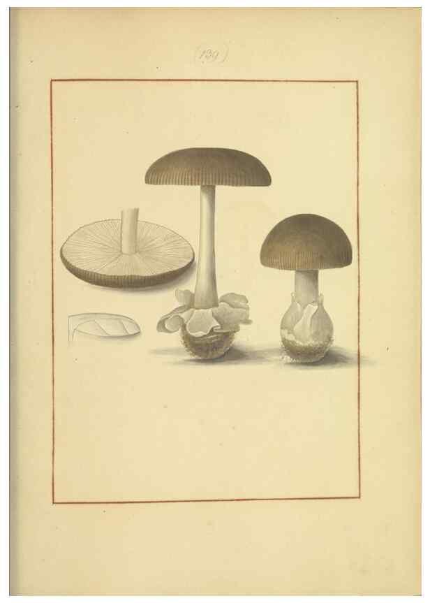 Reproducción/Reproduction 48366787247: Icons fungorum circa Halifax sponte Nascentium /. 1784-1792.. 