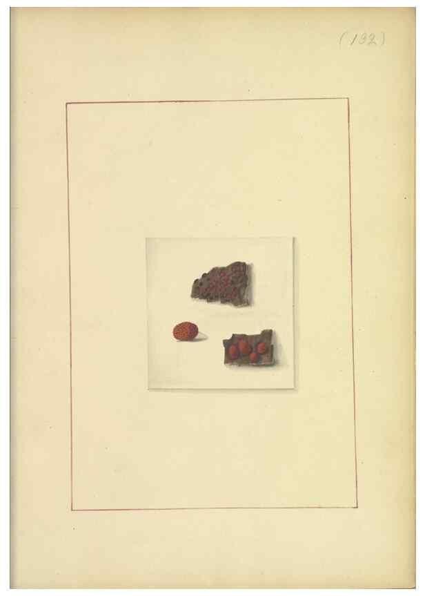 Reproducción/Reproduction 48366769192: Icons fungorum circa Halifax sponte Nascentium /. 1784-1792.. 