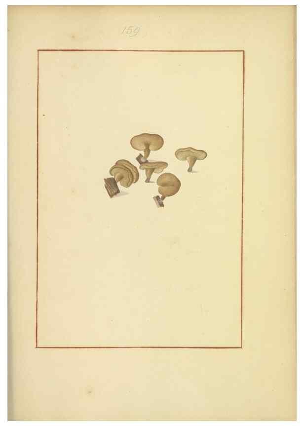 Reproducción/Reproduction 48366799102: Icons fungorum circa Halifax sponte Nascentium /. 1784-1792.. 