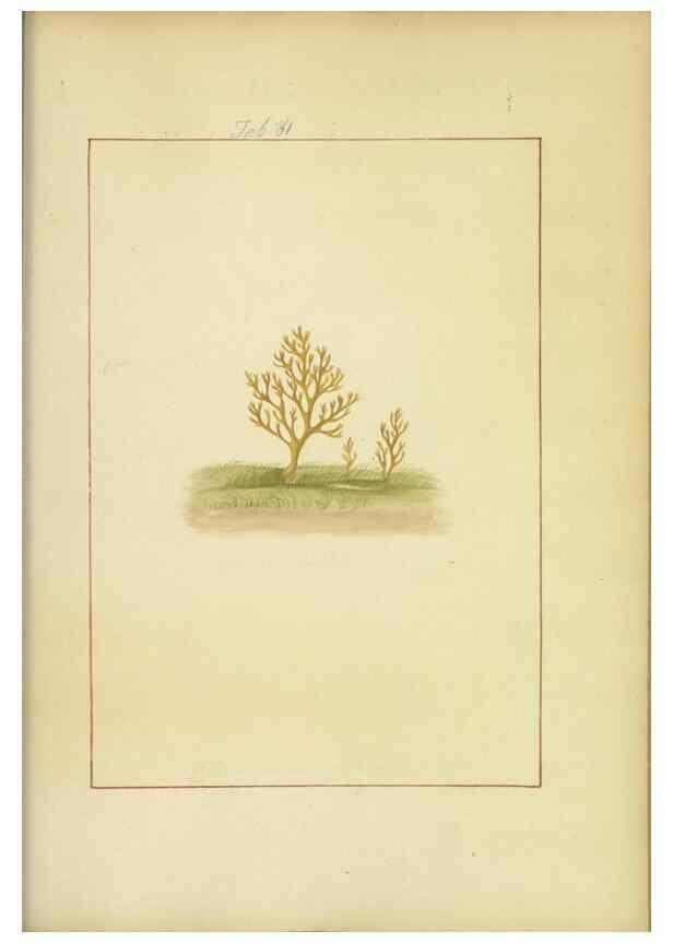 Reproducción/Reproduction 48366729312: Icons fungorum circa Halifax sponte Nascentium /. 1784-1792.. 
