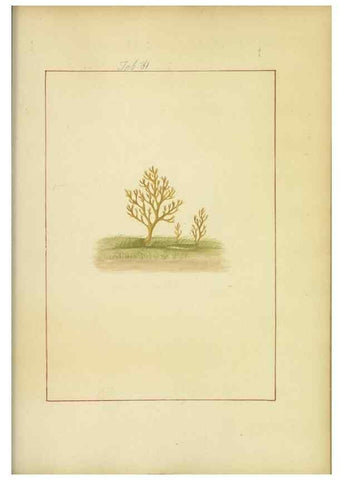 Reproducción/Reproduction 48366729312: Icons fungorum circa Halifax sponte Nascentium /. 1784-1792.. 