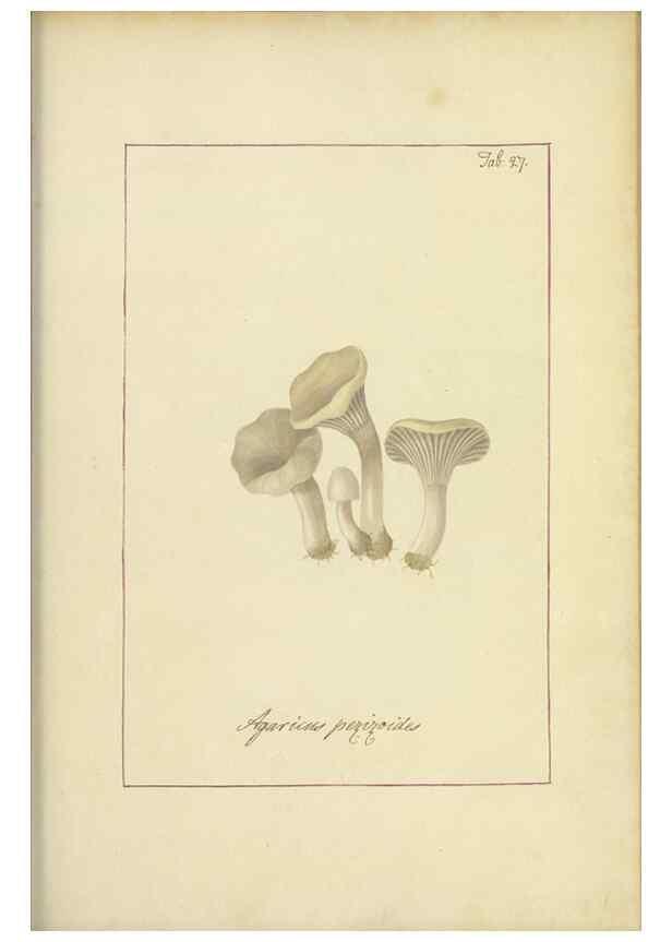 Reproducción/Reproduction 48366531796: Icons fungorum circa Halifax sponte Nascentium /. 1784-1792.. 