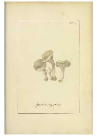 Reproducción/Reproduction 48366531796: Icons fungorum circa Halifax sponte Nascentium /. 1784-1792.. 