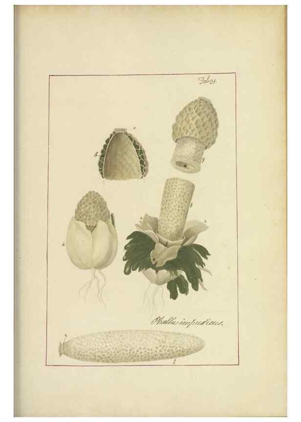 Reproducción/Reproduction 48366533676: Icons fungorum circa Halifax sponte Nascentium /. 1784-1792.. 
