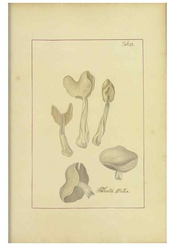 Reproducción/Reproduction 48366669857: Icons fungorum circa Halifax sponte Nascentium /. 1784-1792.. 
