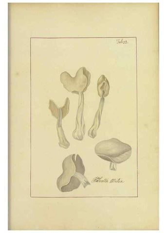 Reproducción/Reproduction 48366669857: Icons fungorum circa Halifax sponte Nascentium /. 1784-1792.. 