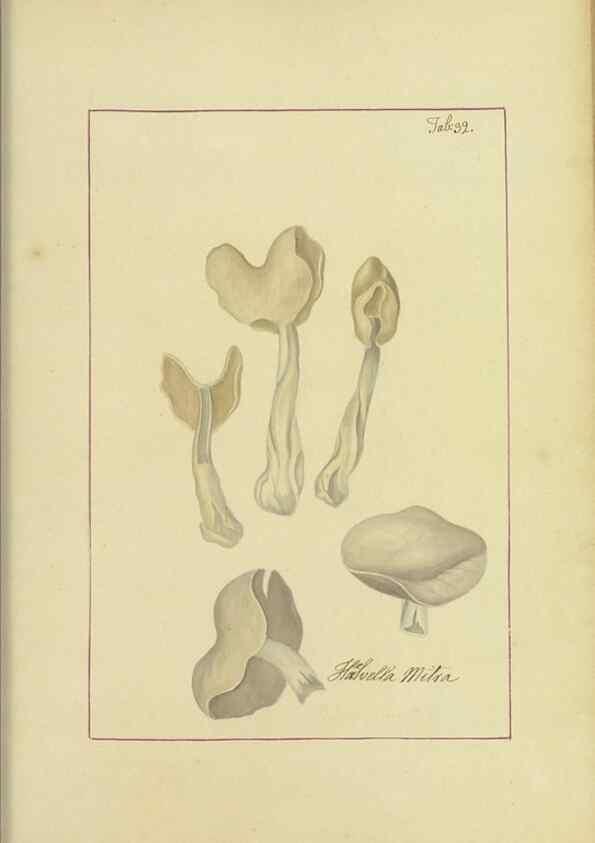 Reproducción/Reproduction 48366669857: Icons fungorum circa Halifax sponte Nascentium /. 1784-1792.. 