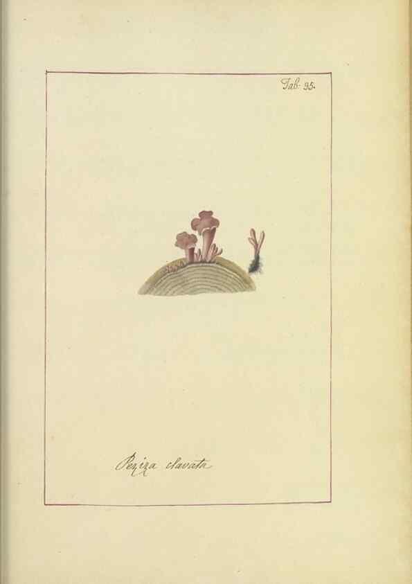 Reproducción/Reproduction 48366671537: Icons fungorum circa Halifax sponte Nascentium /. 1784-1792.. 