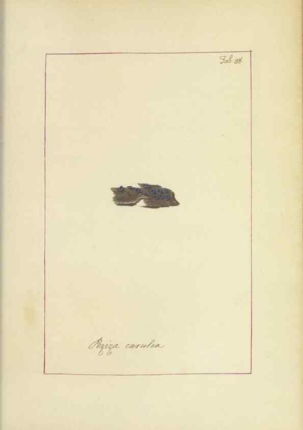 Reproducción/Reproduction 48366673187: Icons fungorum circa Halifax sponte Nascentium /. 1784-1792.. 