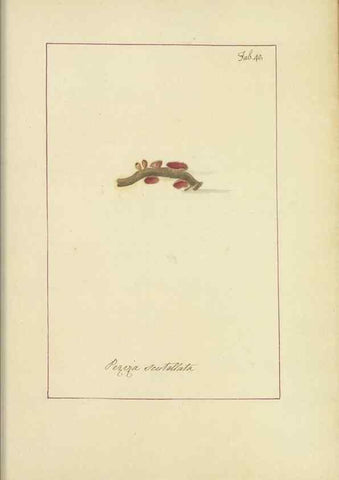 Reproducción/Reproduction 48366538591: Icons fungorum circa Halifax sponte Nascentium /. 1784-1792.. 