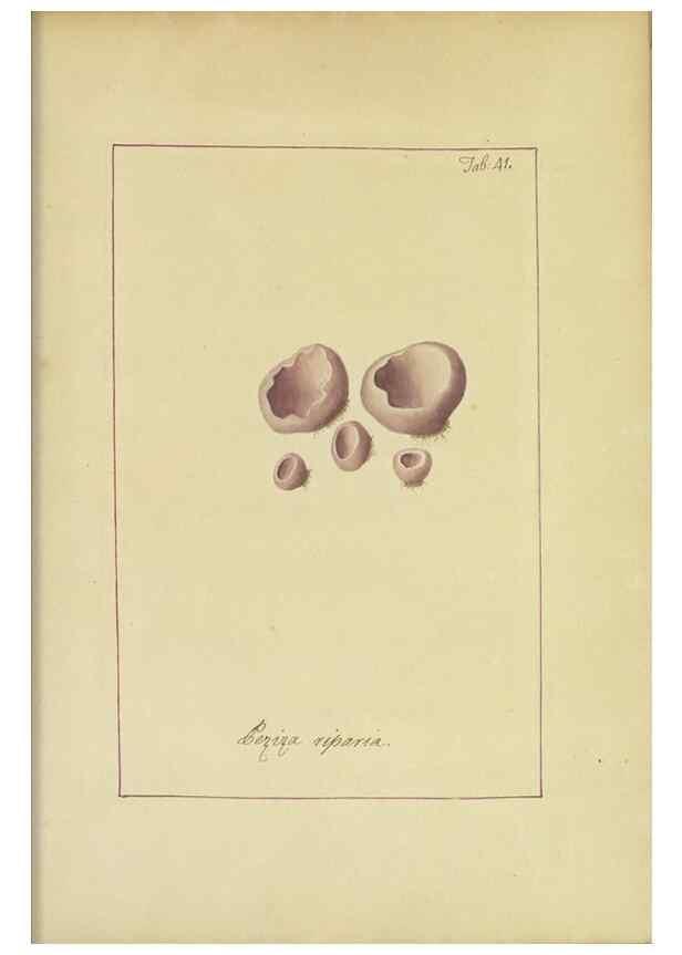Reproducción/Reproduction 48366674787: Icons fungorum circa Halifax sponte Nascentium /. 1784-1792.. 