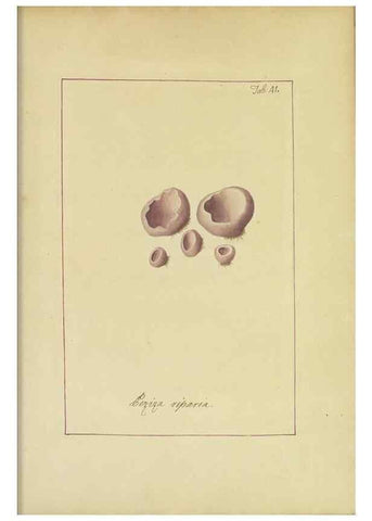 Reproducción/Reproduction 48366674787: Icons fungorum circa Halifax sponte Nascentium /. 1784-1792.. 
