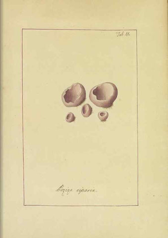 Reproducción/Reproduction 48366674787: Icons fungorum circa Halifax sponte Nascentium /. 1784-1792.. 