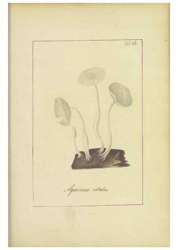 Reproducción/Reproduction 48366666897: Icons fungorum circa Halifax sponte Nascentium /. 1784-1792.. 