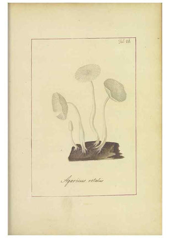 Reproducción/Reproduction 48366666897: Icons fungorum circa Halifax sponte Nascentium /. 1784-1792.. 