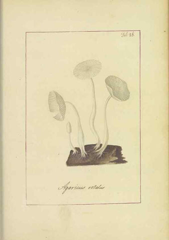 Reproducción/Reproduction 48366666897: Icons fungorum circa Halifax sponte Nascentium /. 1784-1792.. 