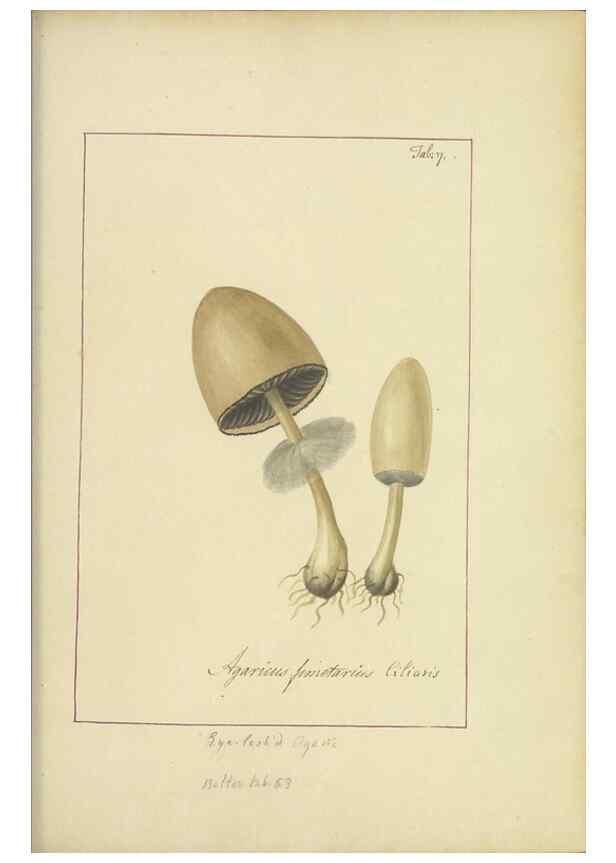 Reproducción/Reproduction 48366656127: Icons fungorum circa Halifax sponte Nascentium /. 1784-1792.. 