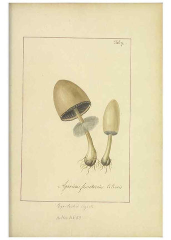 Reproducción/Reproduction 48366656127: Icons fungorum circa Halifax sponte Nascentium /. 1784-1792.. 